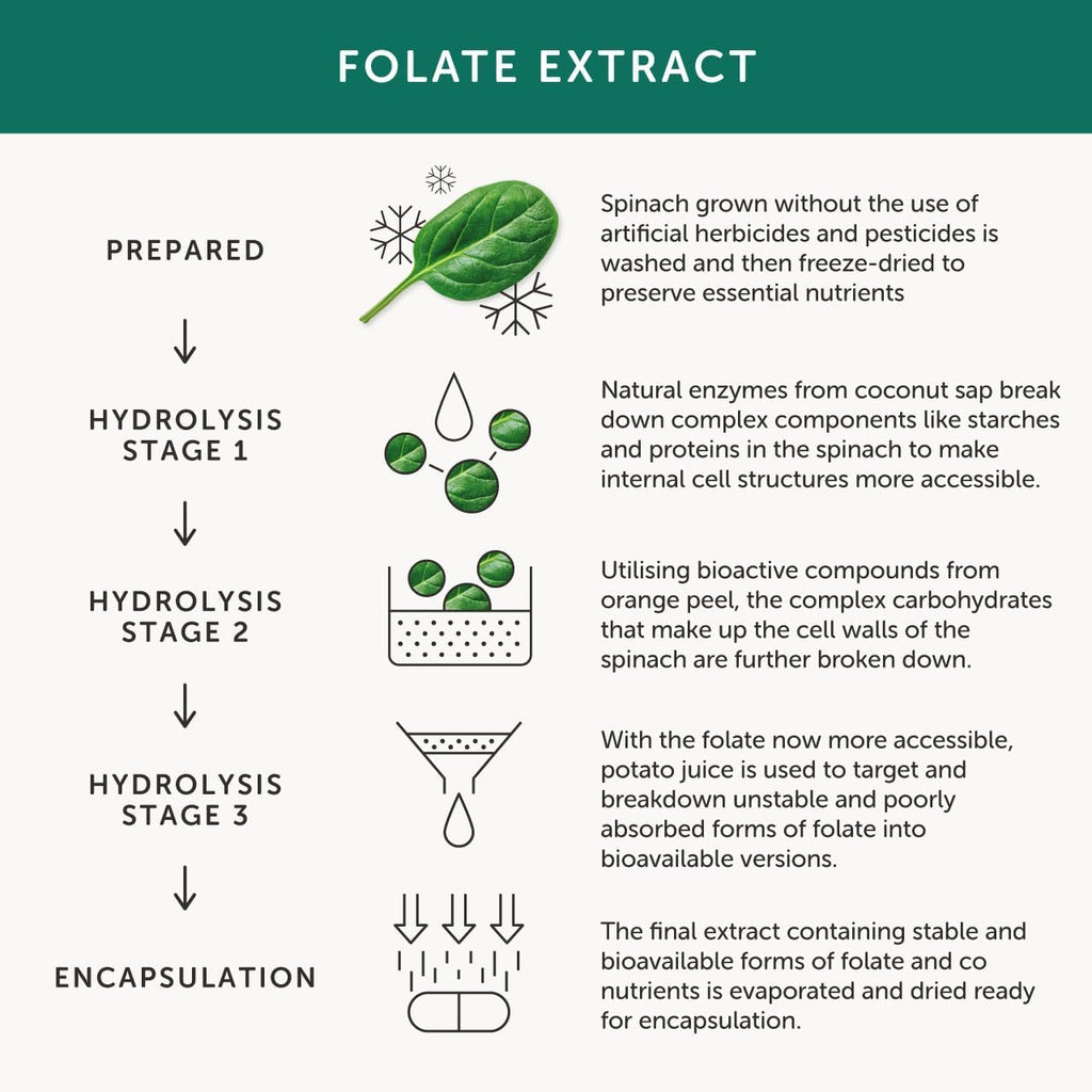 Folate from Spinach | Natural Alternative to Folic Acid | 400 mcg | 5-MTHF Form | Vegan | Made in The UK | 30 Capsules | Together Health