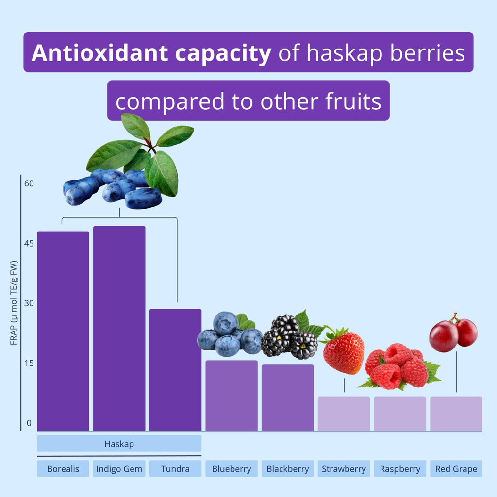 Haskapa | Super Berry Powder | 100% Natural Vegan Haskap Berries | High in Vitamin C + Antioxidants | Gluten Free | Superfood Made from Freeze Dried Berries