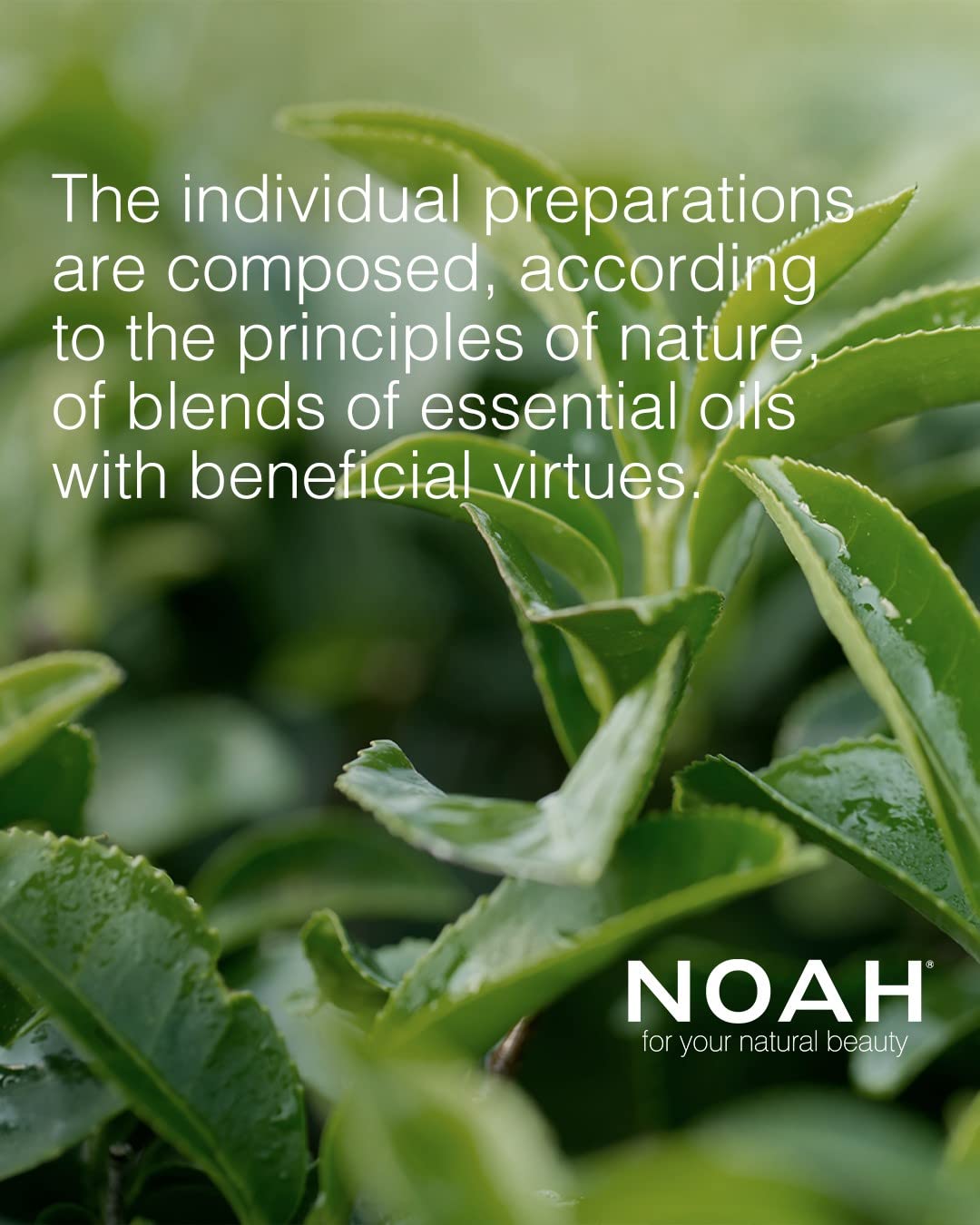 Noah Natural Fortifying Hair 1.15 Treatment Vials Serum with Black Pepper & Peppermint for Weak Hair, Strengthening & Revitalizing Formula, Vegan, Plant-Based Formula 8 Vials of 5ml