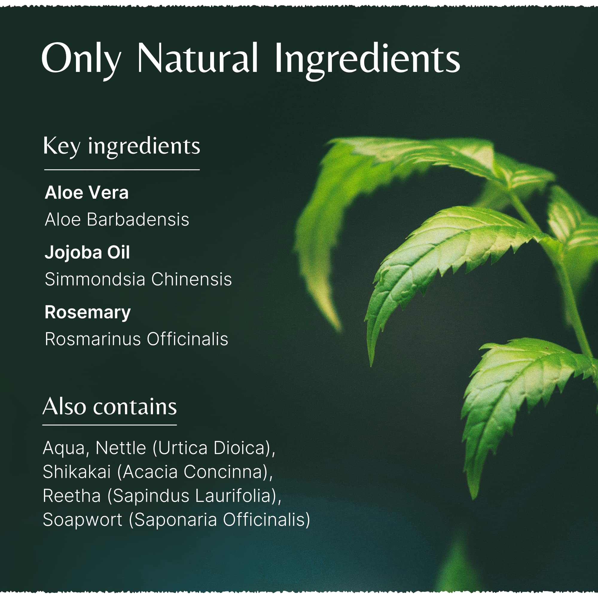 Mistrys Organic Naturally Aloe Vera Jojoba Shampoo with Rosemary 200ml by Aloe Vera Jojoba shampoo