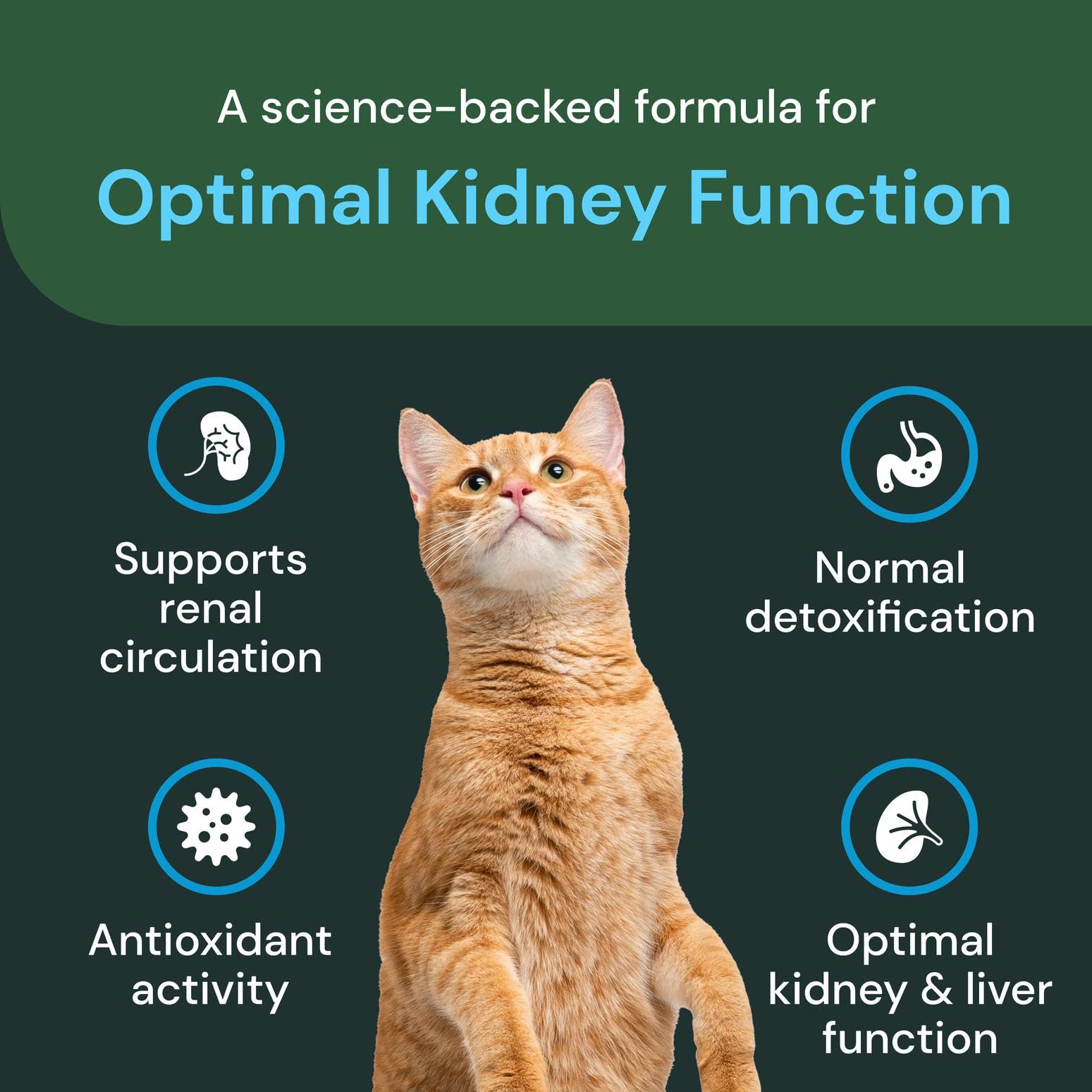 VetriScience Renal Essentials Pro Liquid - Kidney Functions & Maintenance Support Supplement for Cats - Health Supplement Aids Renal Blood Flow - Liquid Kidney Care Aid for Felines - 4 oz