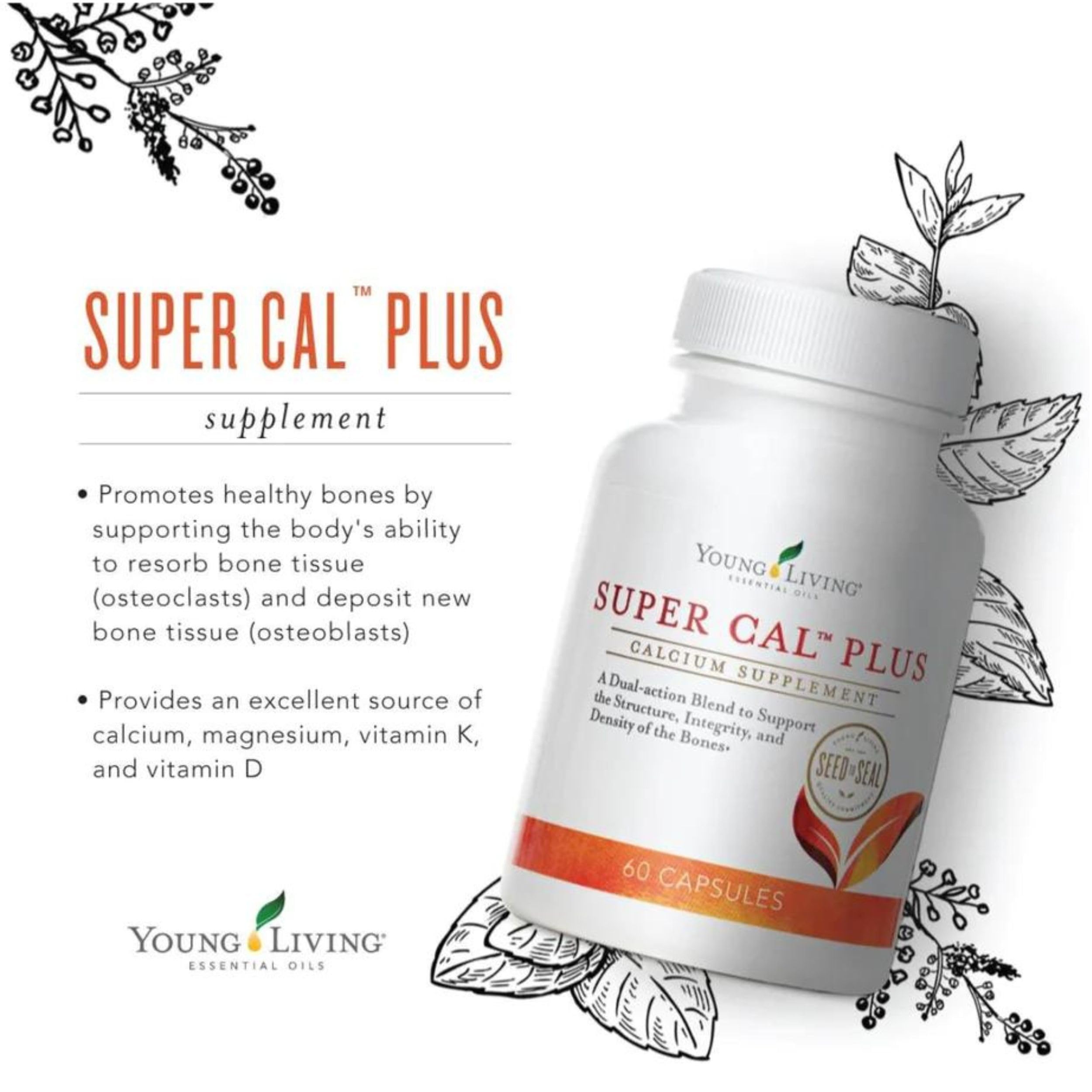 Young Living - Super Cal Plus 60 Capsules | Calcium Mineral Bone Health Supplement | Synergistic Blend of Magnesium, Vitamins D & K | Essential Nutrients