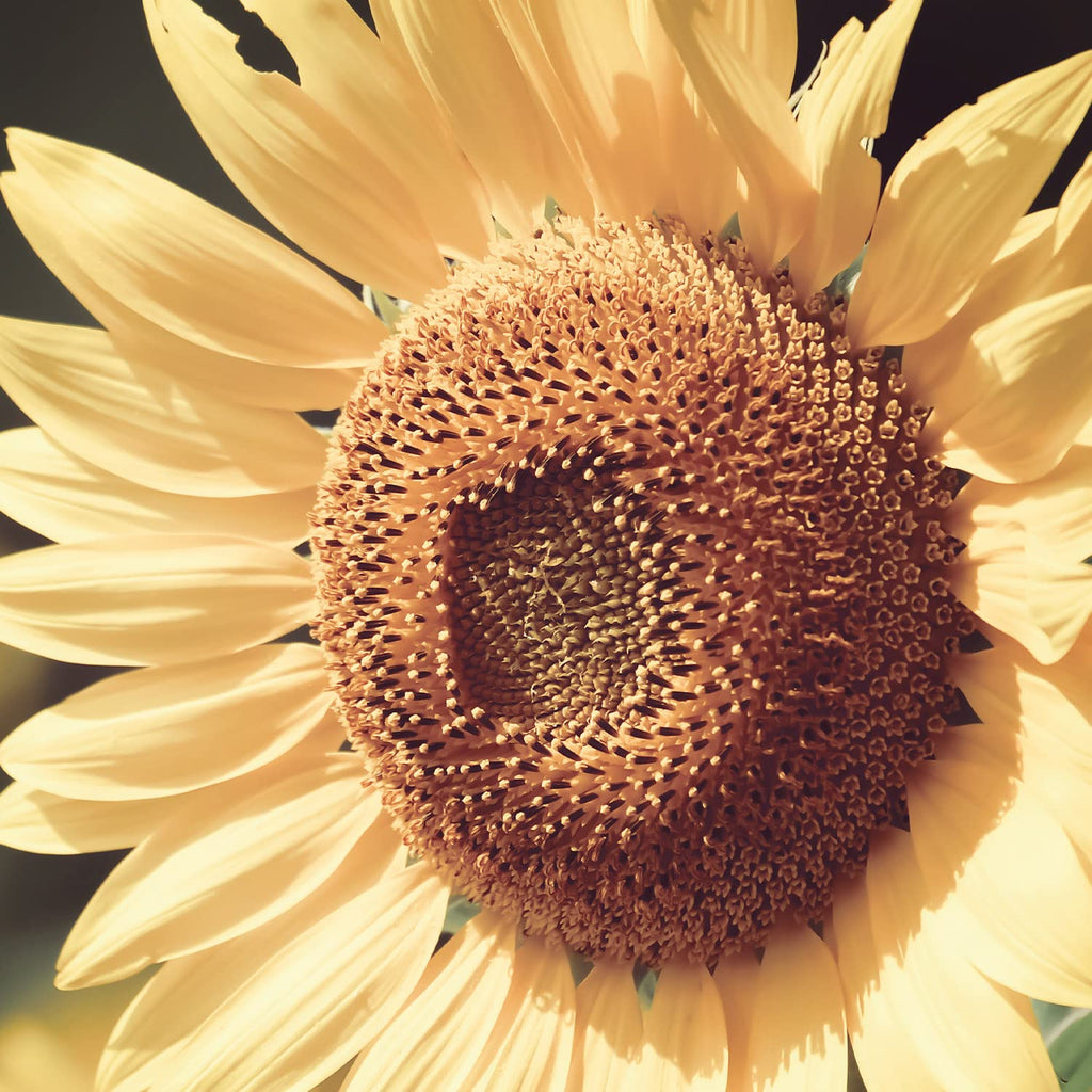 Sunflower Oil Certified Organic - 100% Pure - 500ml by Naissance