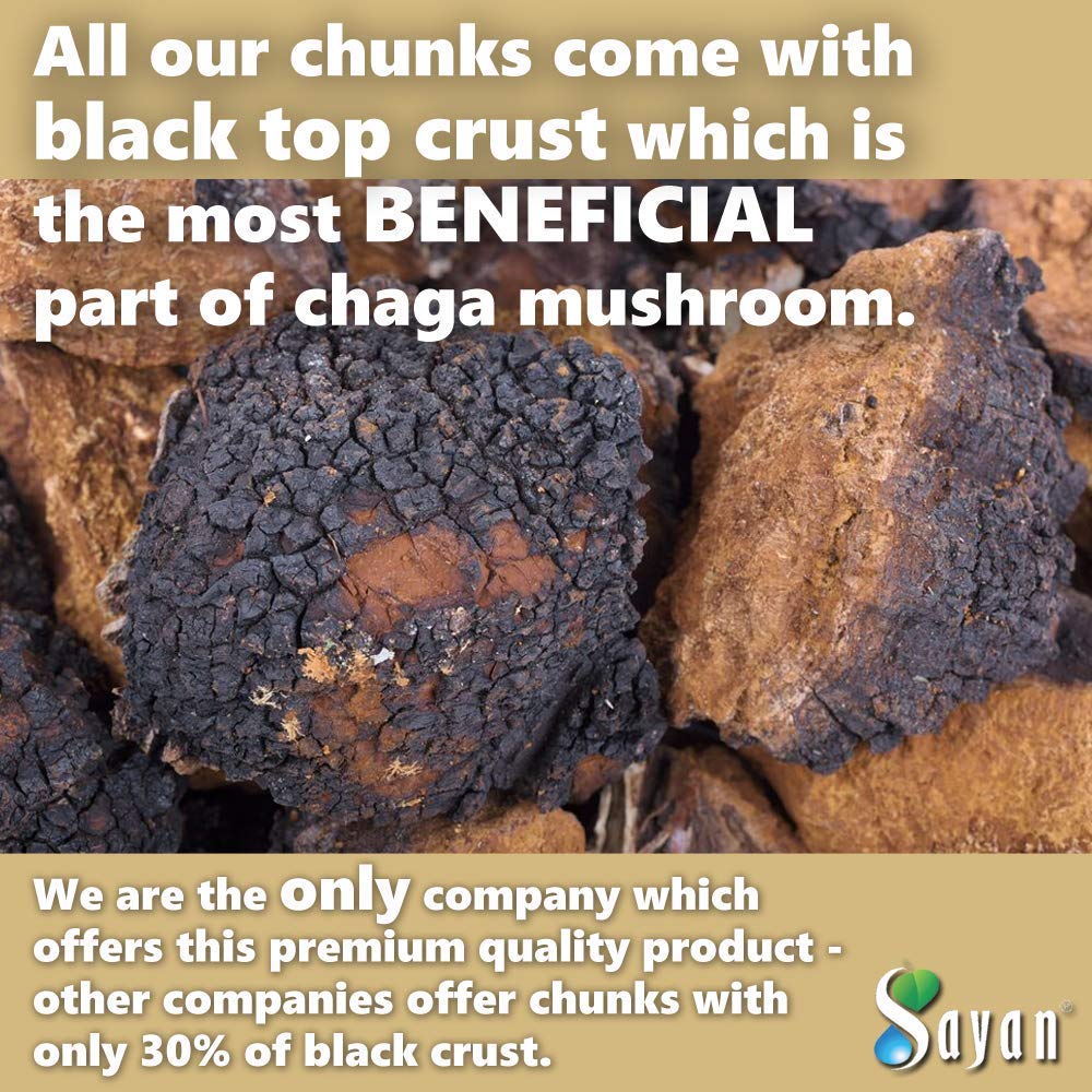 Sayan Siberian Pure Raw Chaga Mushroom Chunks with Black Top Crust 16 Oz / 1 lb – Premium Wild-Harvested Antioxidant Tea for Immune Support, Focus and Digestive Health - Non-GMO