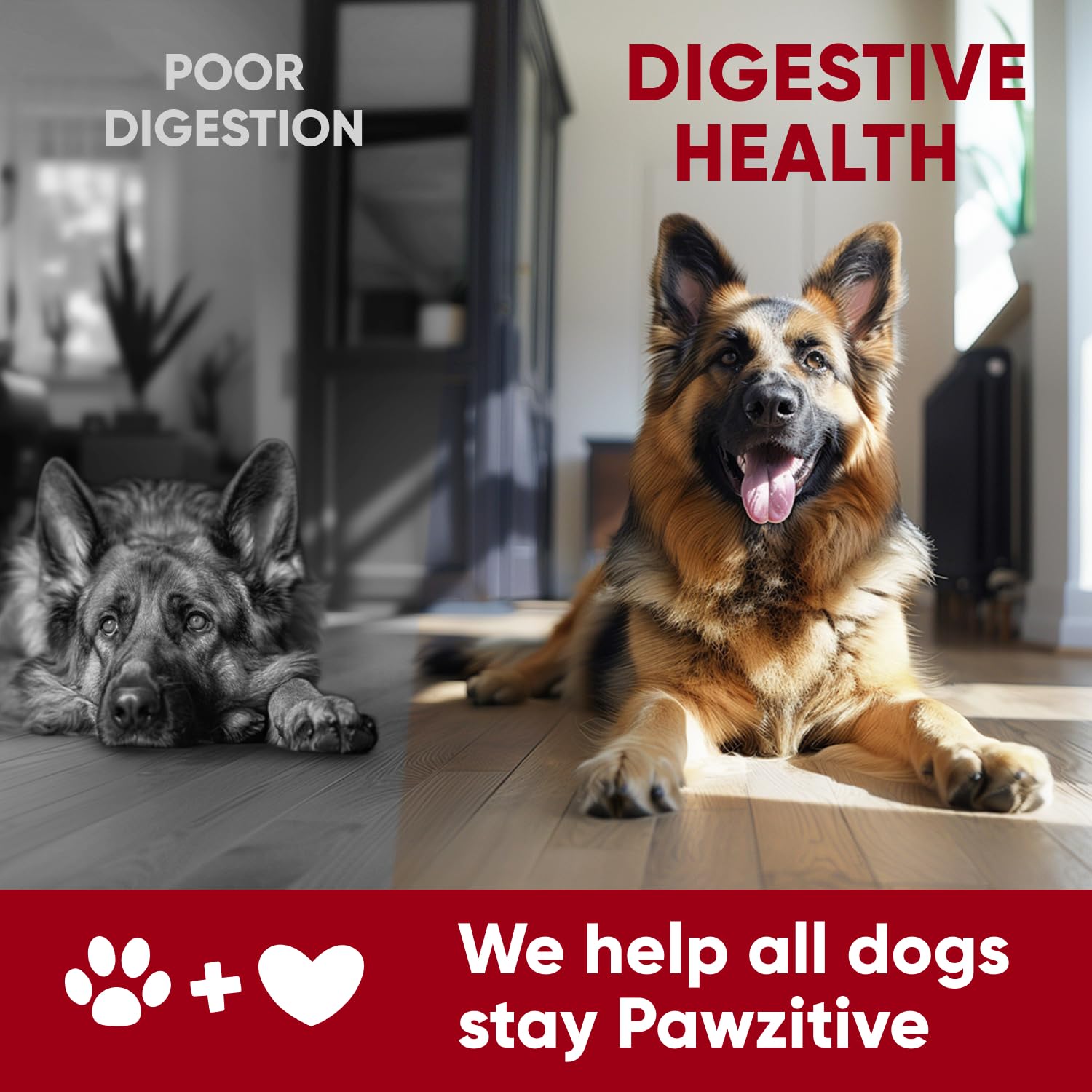 Probiotics for Dogs Digestive Health - Probiotic Chews for Gut Health, Itchy Skin Yeast, Diarrhea - USA Product - Immune Support Supplement - Dog Digestive Support & Allergy Relief Chews with Enzymes