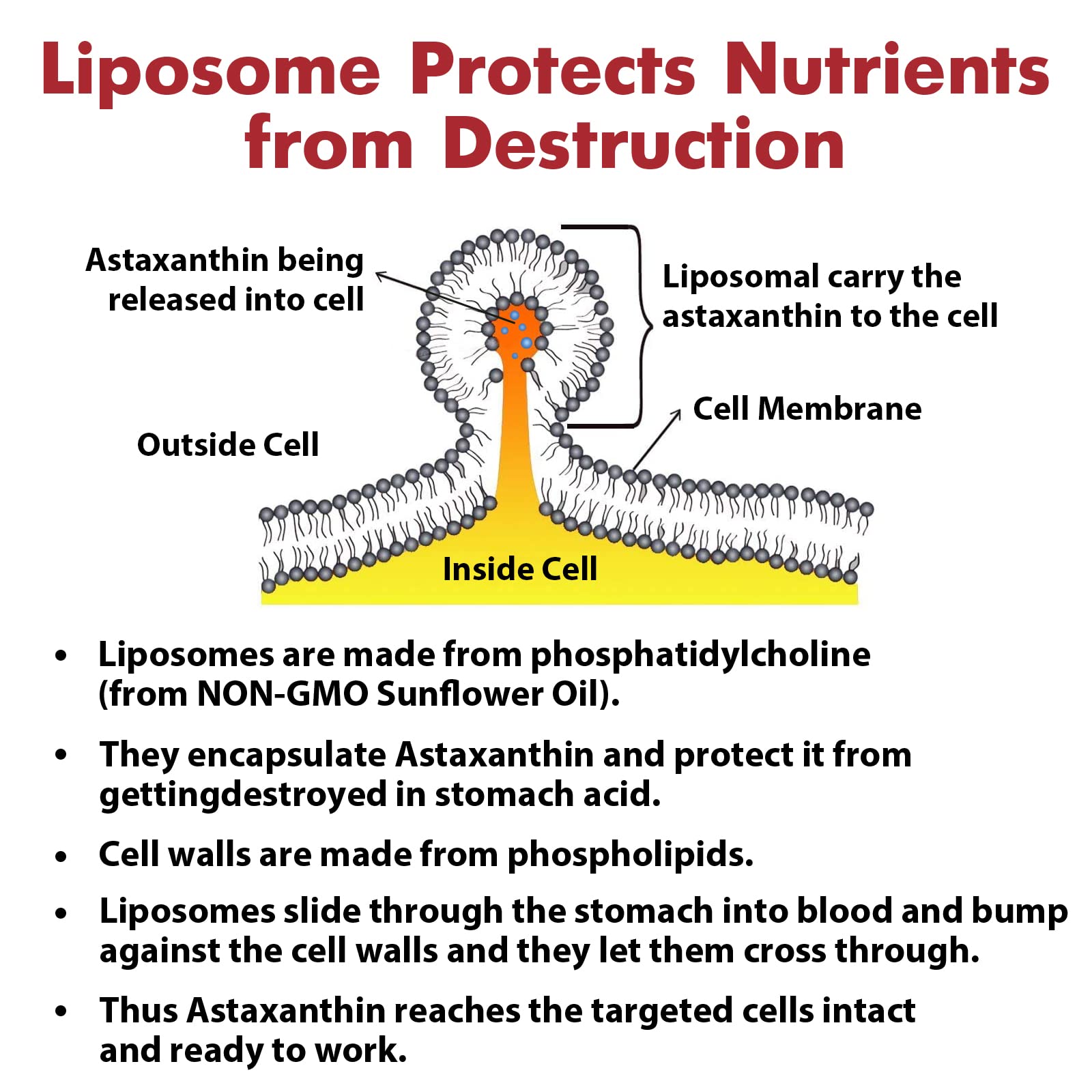 Liposomal Astaxanthin Supplement 24MG, Maximum Absorption, Antioxidant Stronger Than VIT C, Non-GMO & Gluten Free - 120 Softgels(4 Months Supply)