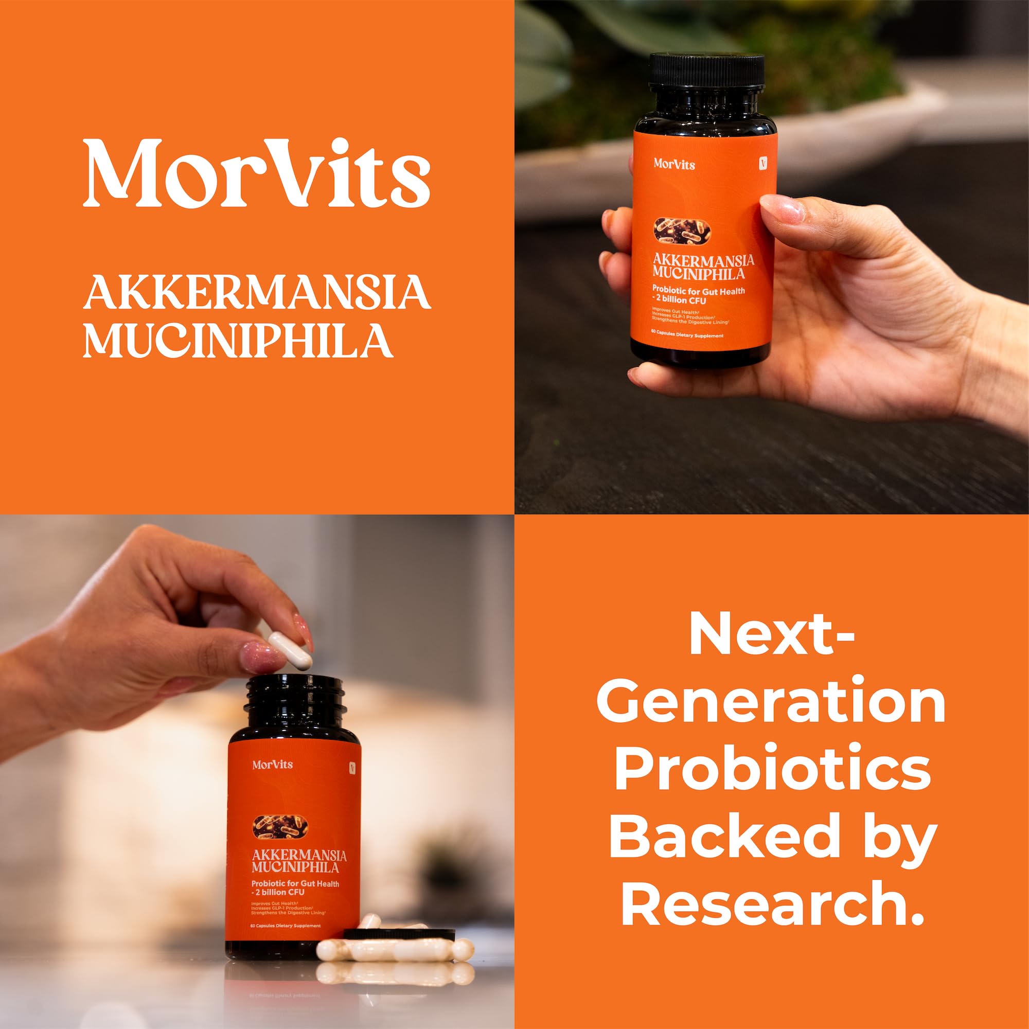 Morvits Akkermansia Probiotic for Cravings & Gut Health | GLP-1 Support Supplement with Akkermansia Muciniphila – 2 Billion CFU, Inulin Prebiotic Fiber – 60 Capsules, 1 Pack