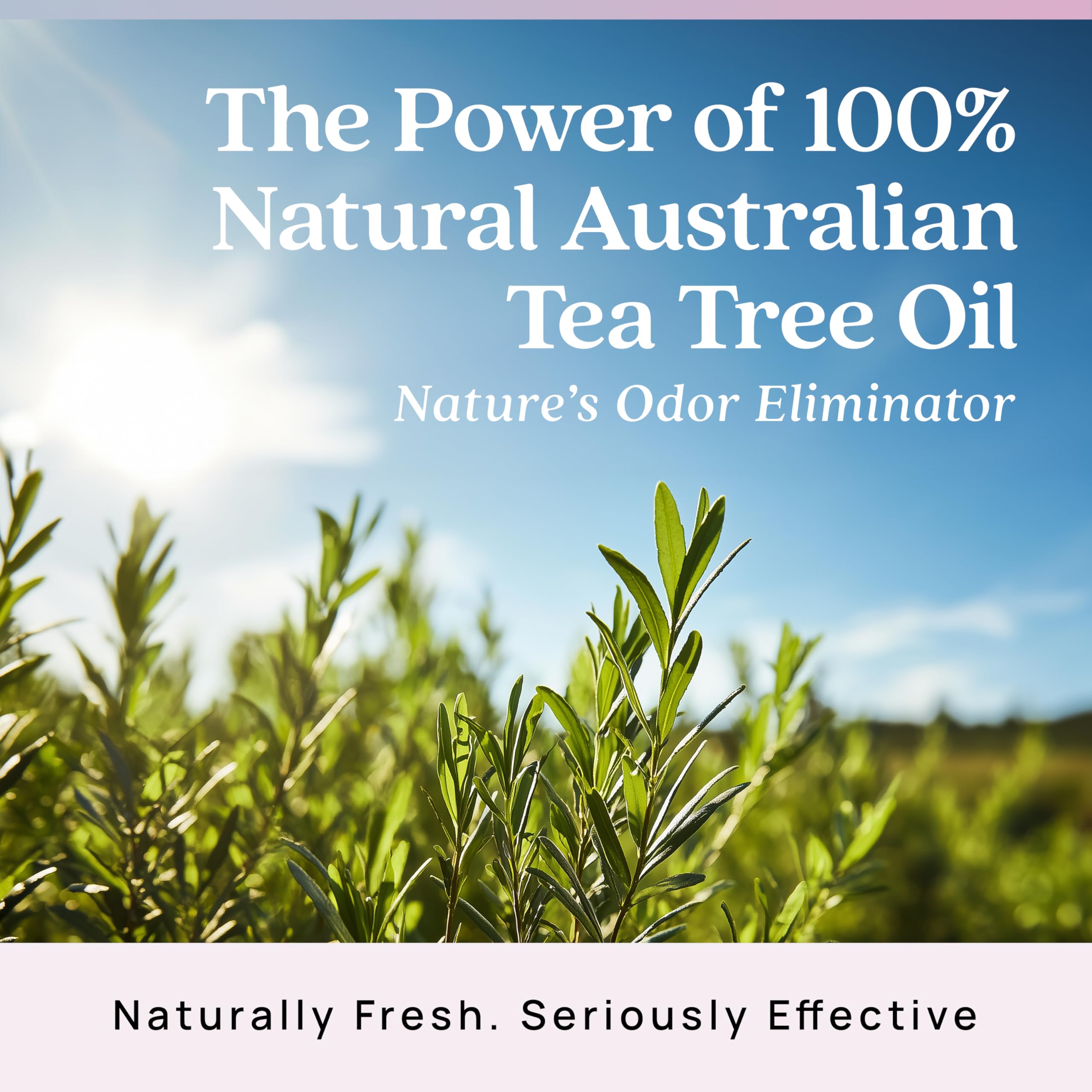 Azuna Air Freshener & Odor Eliminator for Strong Odor | 2 Room Kit Includes (2) 8 oz. Empty Luxe Glass Jars & 12 oz | Plant Powered by Australian Tea Tree Oil | Aromatherapy | Last 60-90 Days