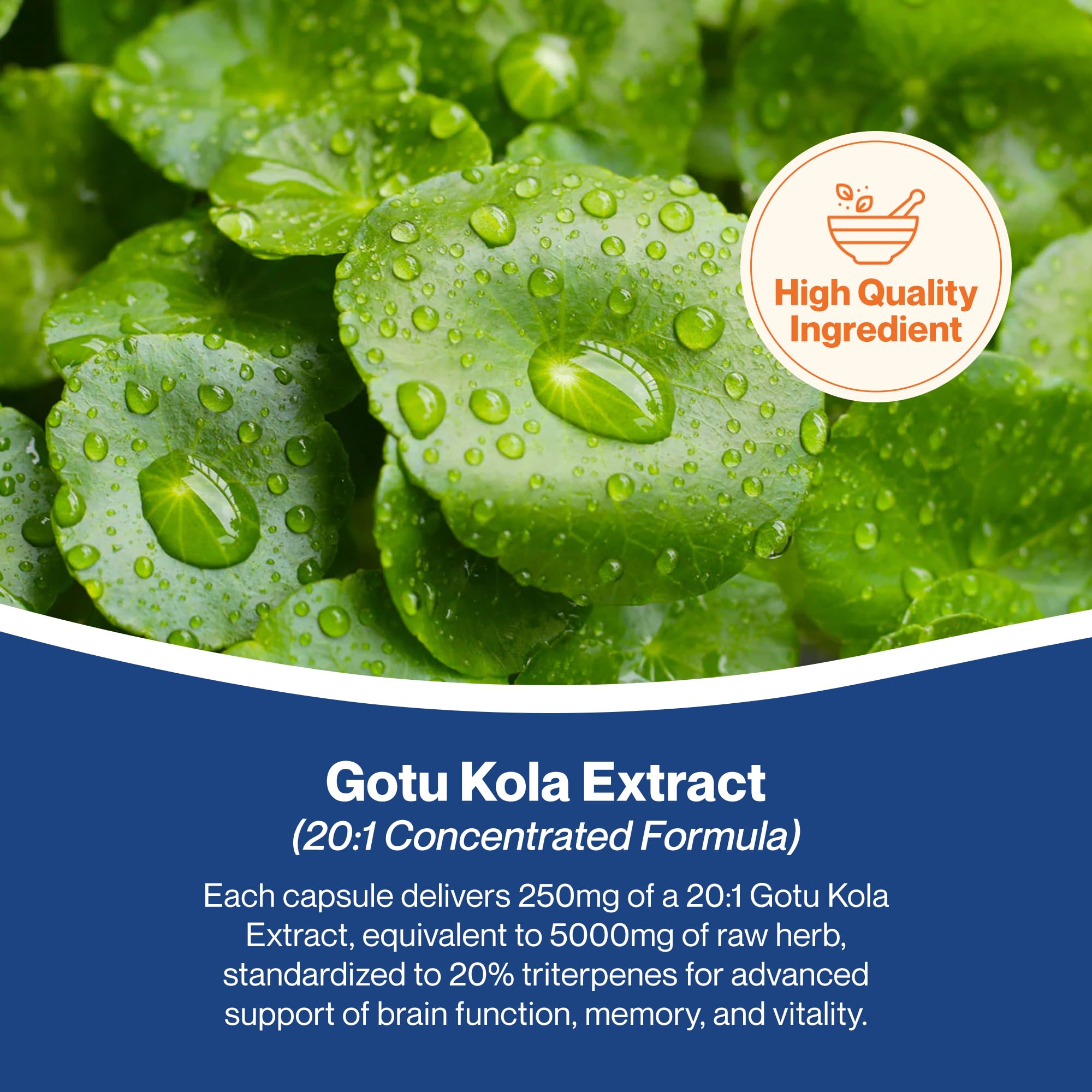 Hepatica Gotu Kola (Centella Asiatica) 5,000mg Equivalent | 250mg 20:1 Extract Standardised to 20% Triterpenes | 90 Vegan Capsules | 3-Month Supply | 3rd Party Lab Tested