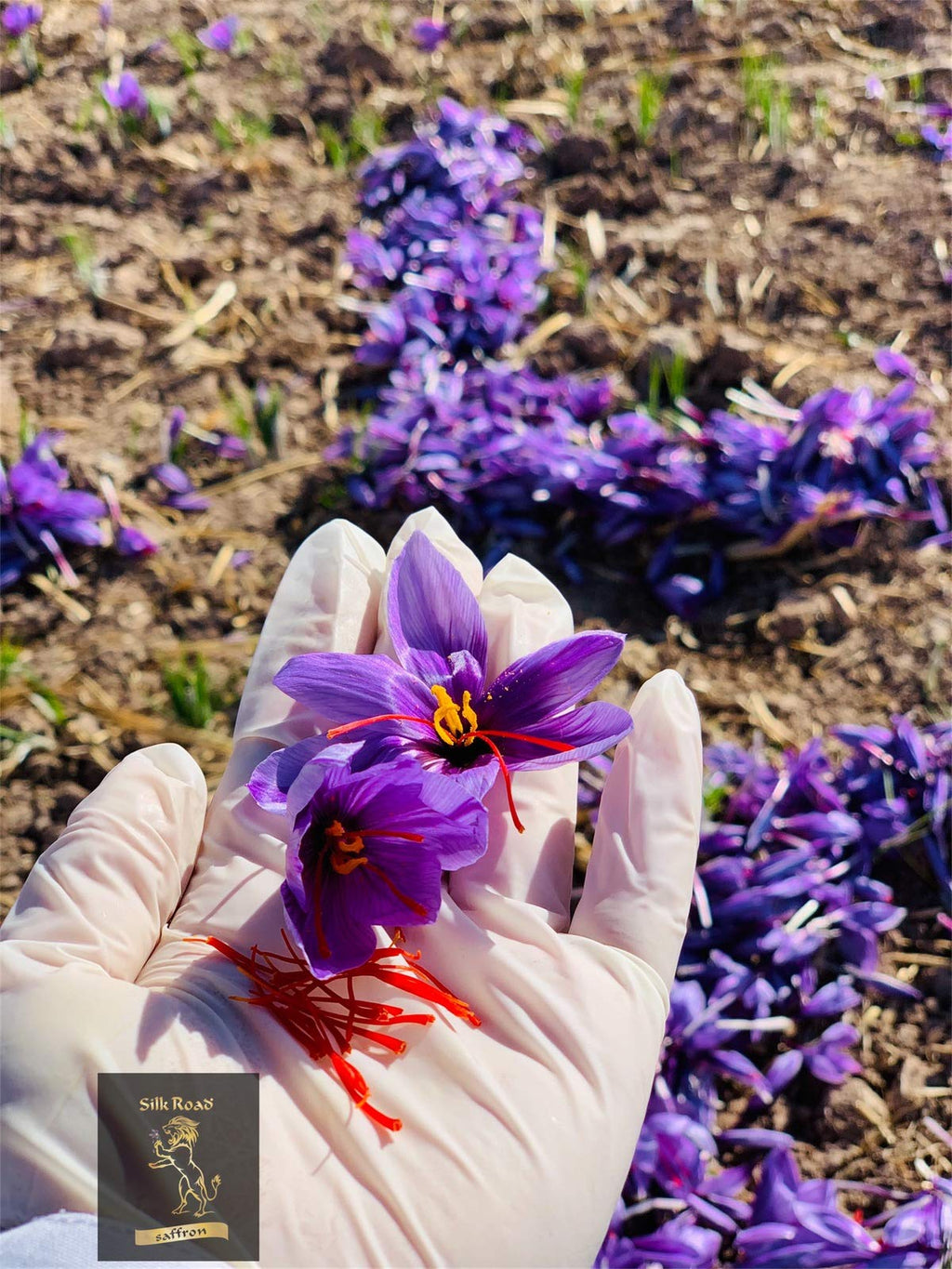 SAFFRON SILK BODY CREAM (60 gram / 2 oz)