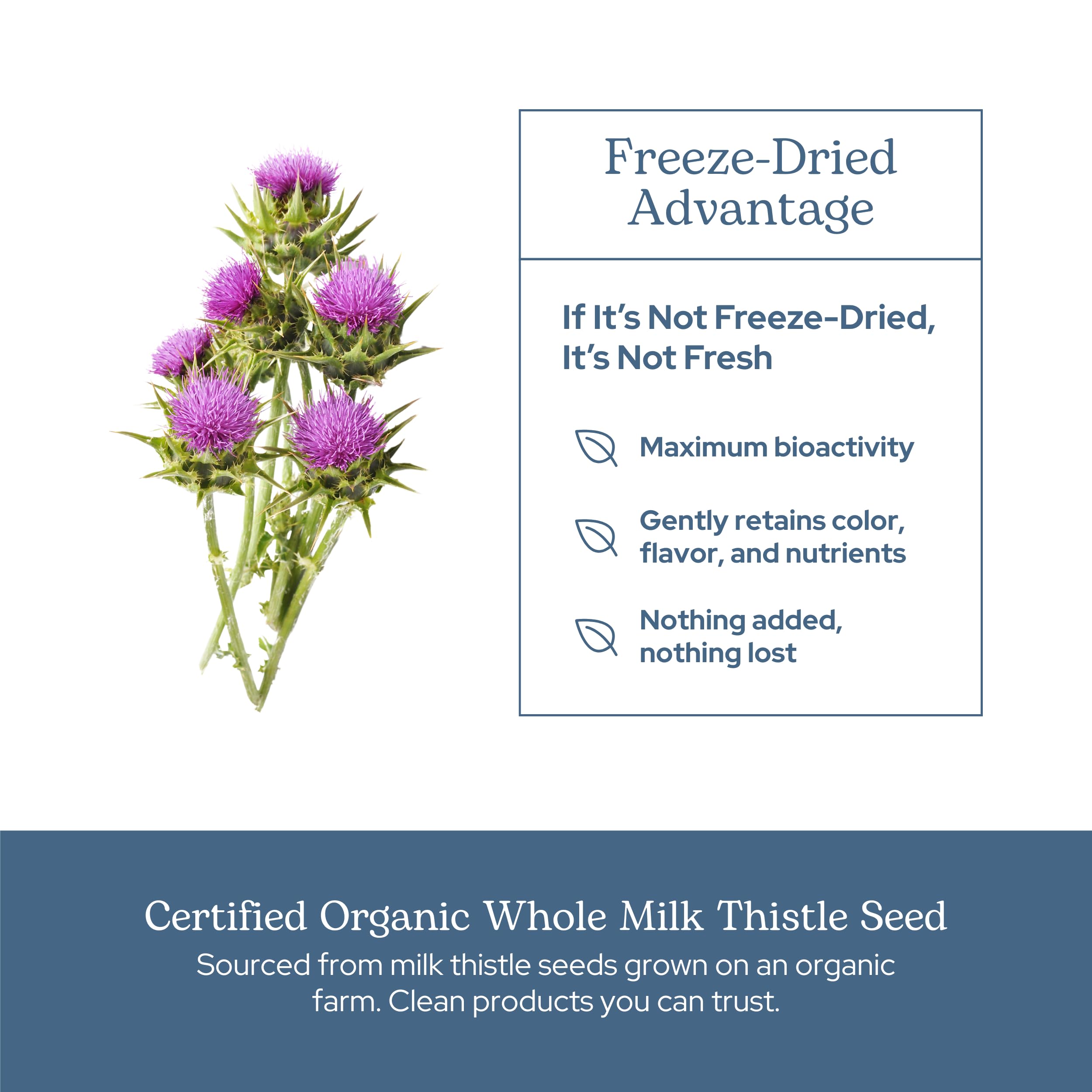 Eclectic Herb - Organic Milk Thistle Supplement | Silymarin Supplement Capsules | Liver Support, Detox, Cleanse + Maintain | US-Grown, Vegan, Non-GMO, Gluten Free (240 CT | 600 mg)
