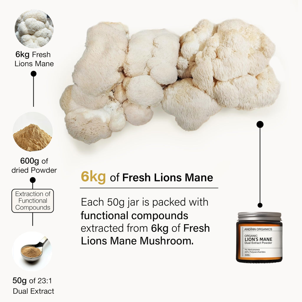 Organic Lions Mane Supplement Powder | 12X Strength | 3 Month Supply | NGF | Focus Plus | 6000mg | Dual Extract | Soil Association Certified | NGF | 1% Hericenones | 35% Beta-Glucans