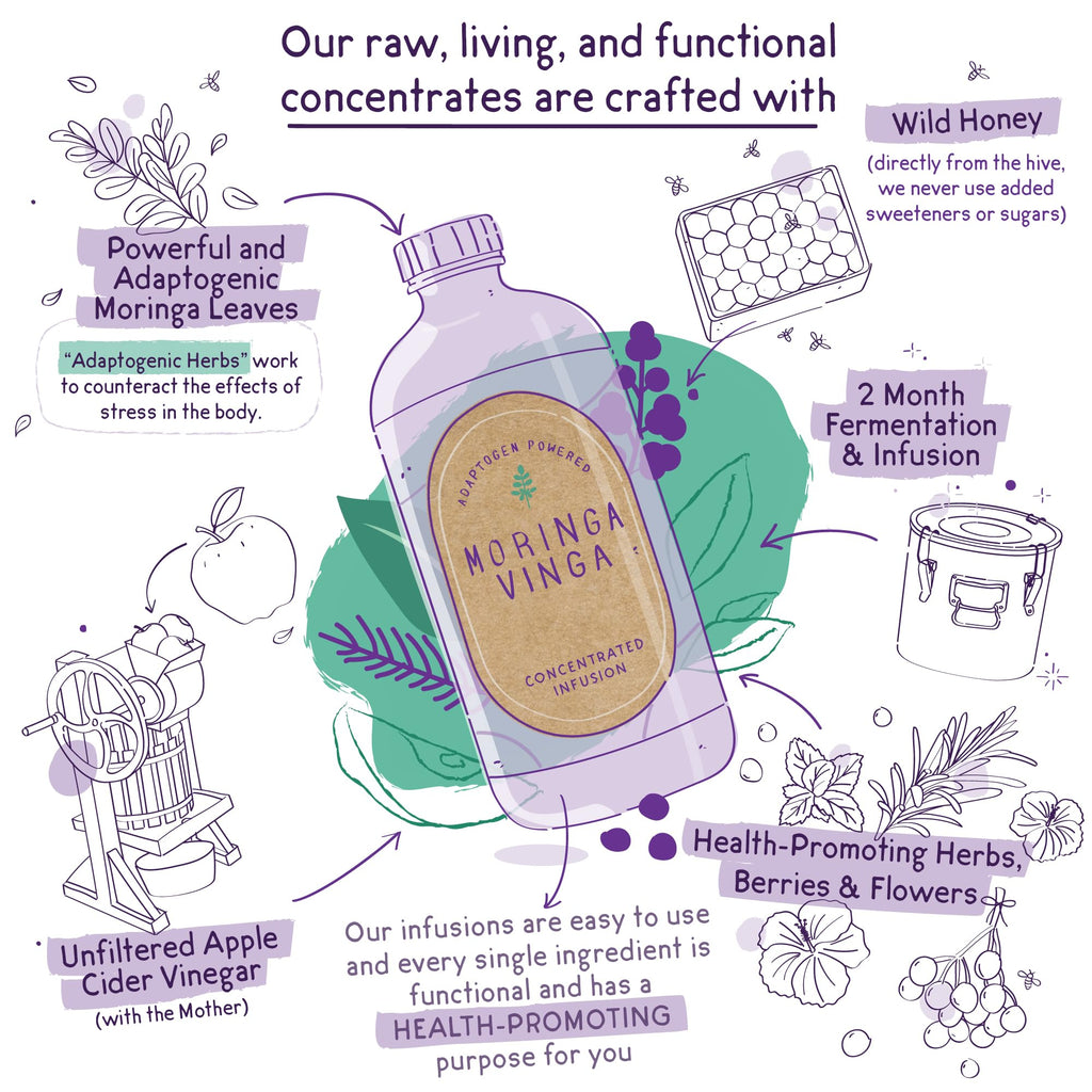 VINGA Organic Elderberry & Holy Basil Moringa Infusion – Daily Herbal Tonic with Apple Cider Vinegar, Ginger, Hibiscus, Honey | Supports Immune & Overall Wellness | Non-GMO, 16 oz