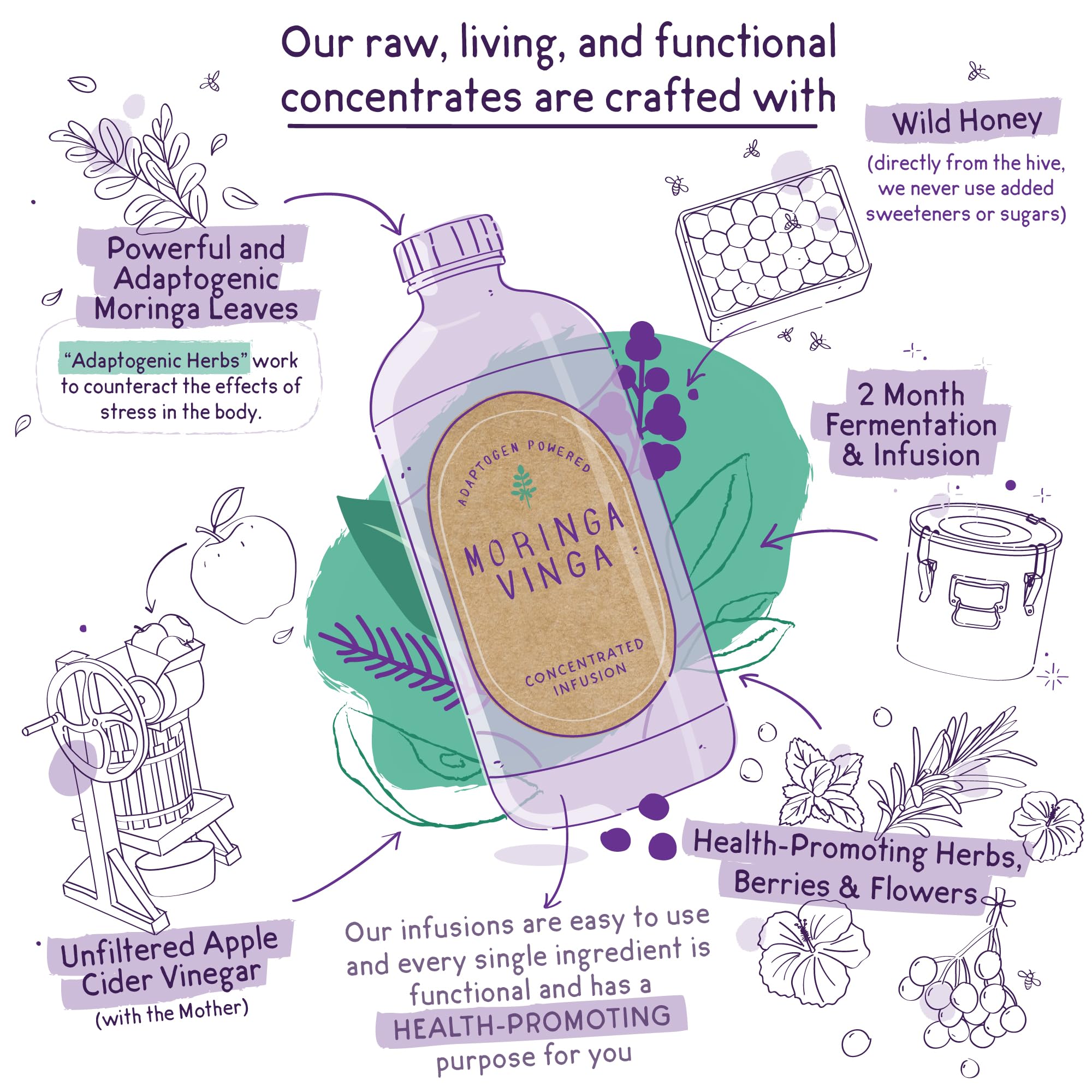 VINGA Organic Elderberry & Holy Basil Moringa Infusion – Daily Herbal Tonic with Apple Cider Vinegar, Ginger, Hibiscus, Honey | Supports Immune & Overall Wellness | Non-GMO, 16 oz