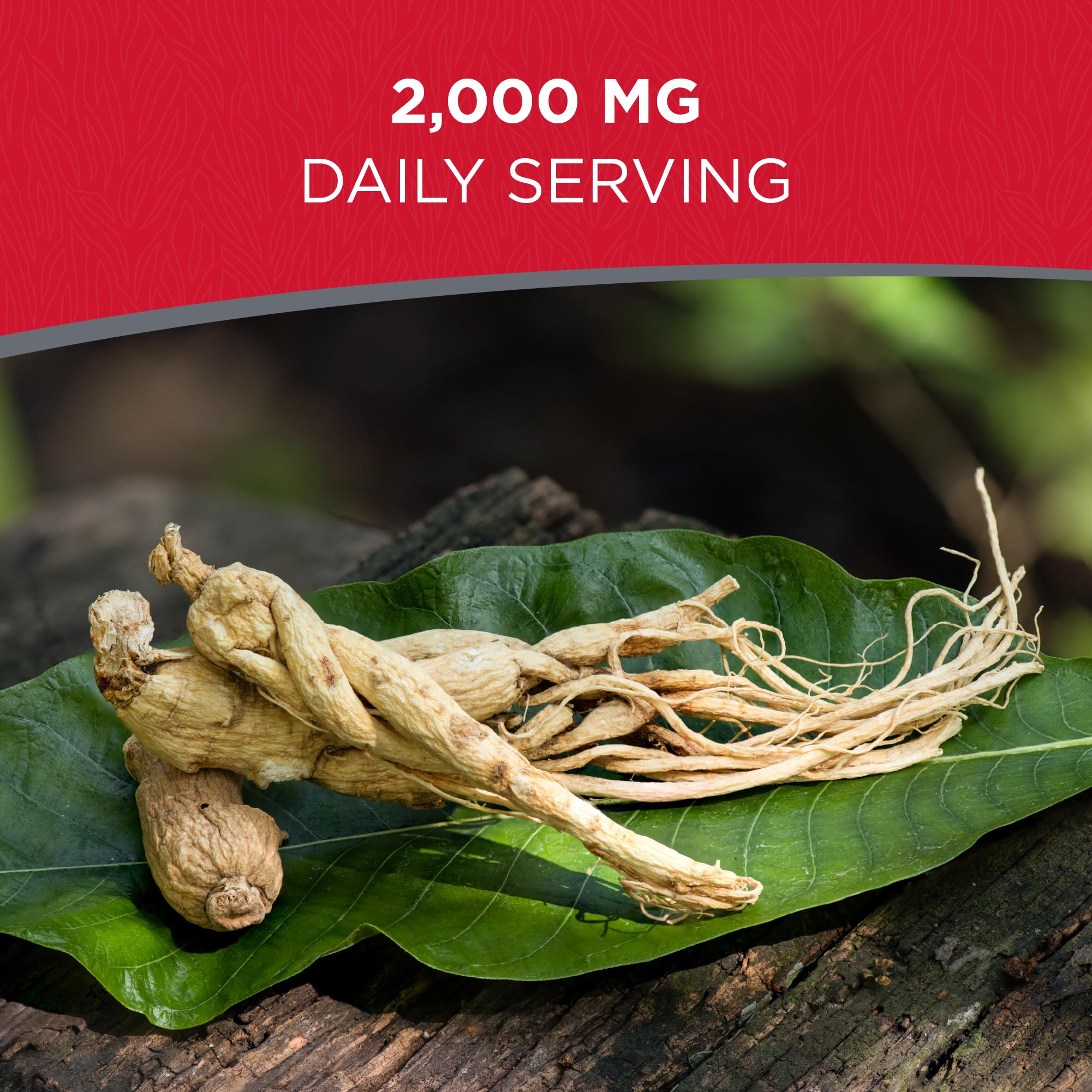 Dairyland American Ginseng Roots 西洋参 - 4 oz Pack of Wisconsin Ginseng Root - Authentic American Ginseng - Non-GMO, Gluten Free Whole Ginseng - Use This Herbal Supplement in Soup, Tea, Congee