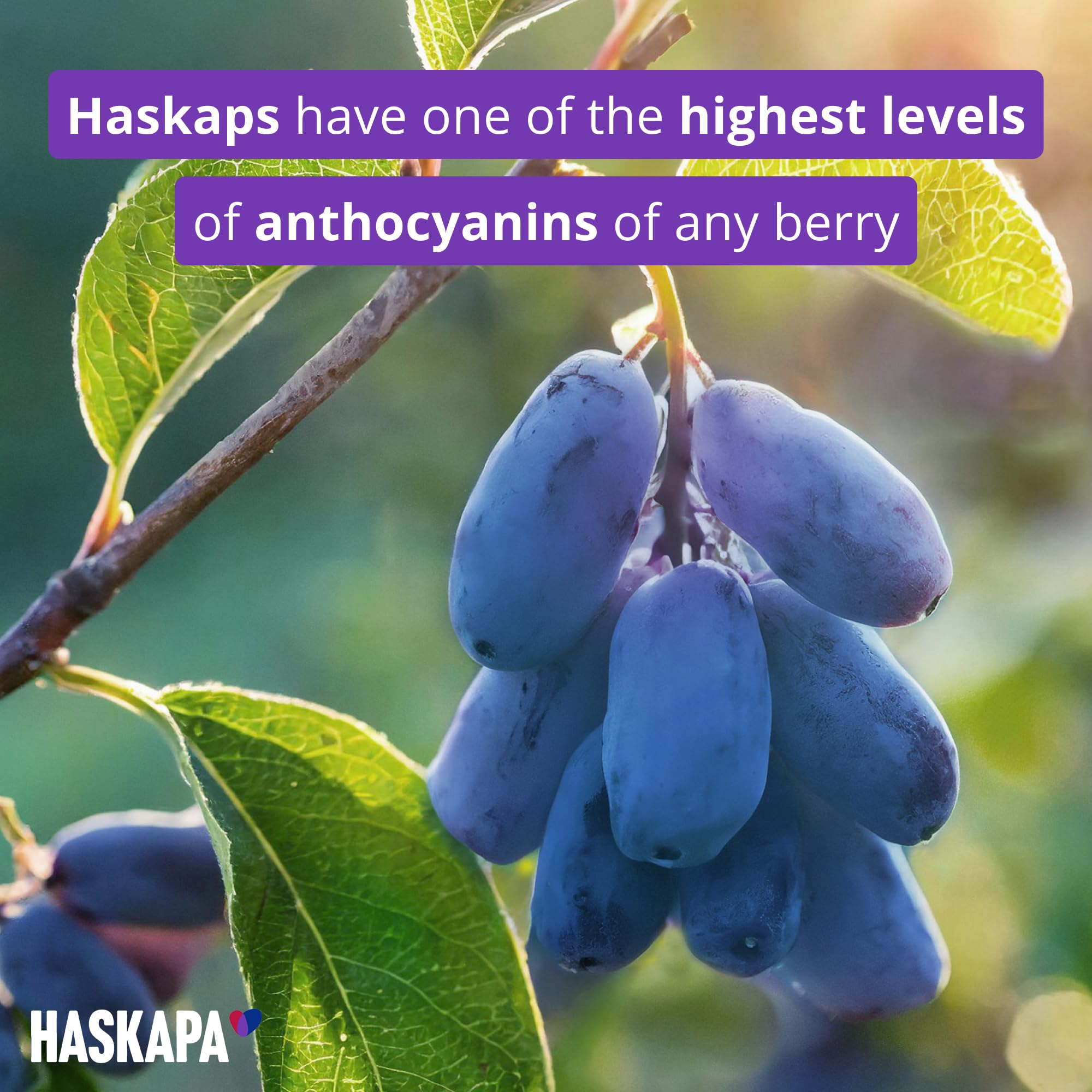 Haskapa | Super Berry Powder | 100% Natural Vegan Haskap Berries | High in Vitamin C + Antioxidants | Gluten Free | Superfood Made from Freeze Dried Berries