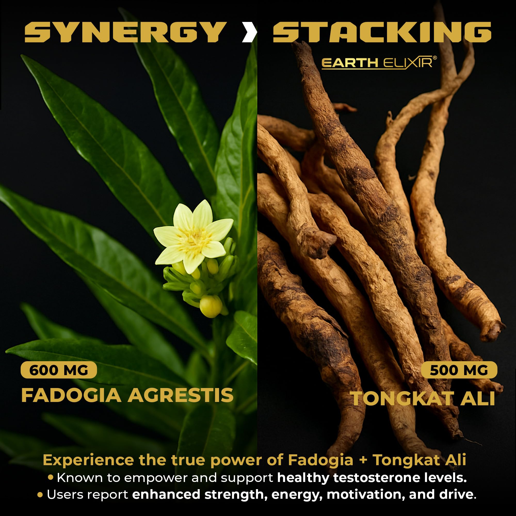 Earth Elixir Fadogia Agrestis & Tongkat Ali for Men & Woman – Natural Testosterone Supplement for Men - Made in USA & 3rd Party Tested – Strength, Energy & Vitality - Longjack – 3 Month Supply