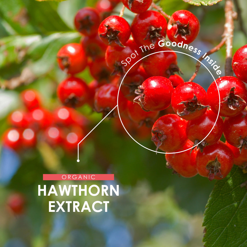 Organic Hawthorn Berry Extract 3500mg – 90 Vegan Capsules – High Strength Hawthorn Berry Supplement 7:1 Extract – Resealable and Recyclable Pouch by Alpha01
