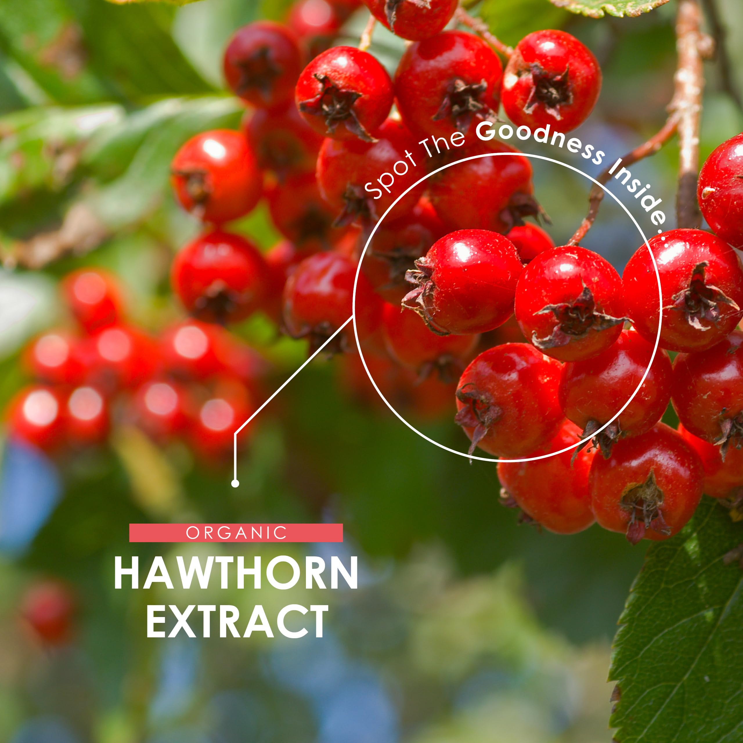 Organic Hawthorn Berry Extract 3500mg – 90 Vegan Capsules – High Strength Hawthorn Berry Supplement 7:1 Extract – Resealable and Recyclable Pouch by Alpha01