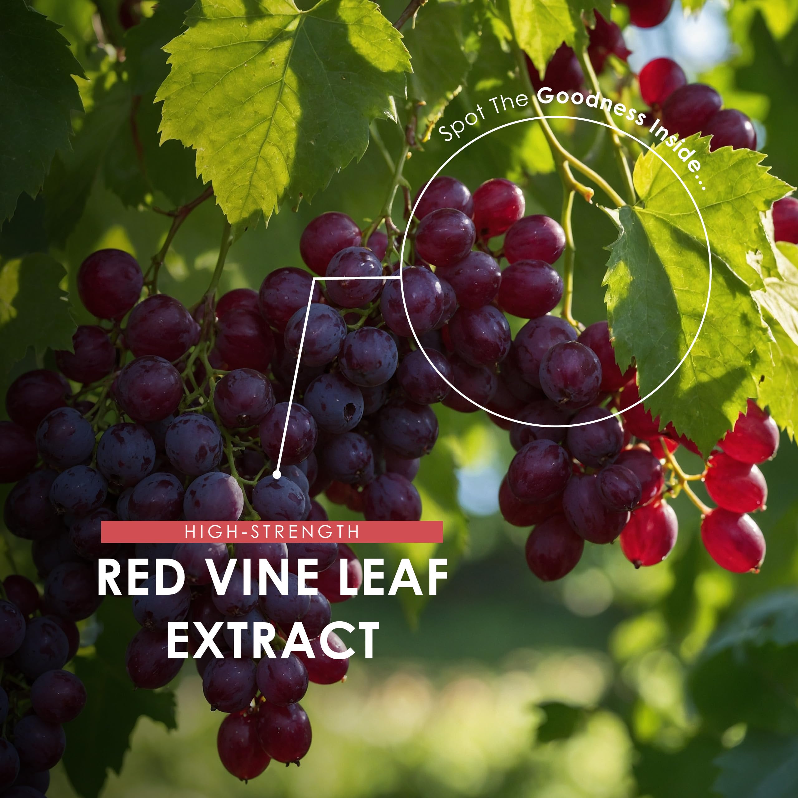 Red Vine Leaf Extract 650mg - 30% Polyphenols (195mg) Equivalent to 9,750mg Red Vine Leaf - 90 Vegan Capsules - Resealable and Recyclable Pouch – By Alpha01