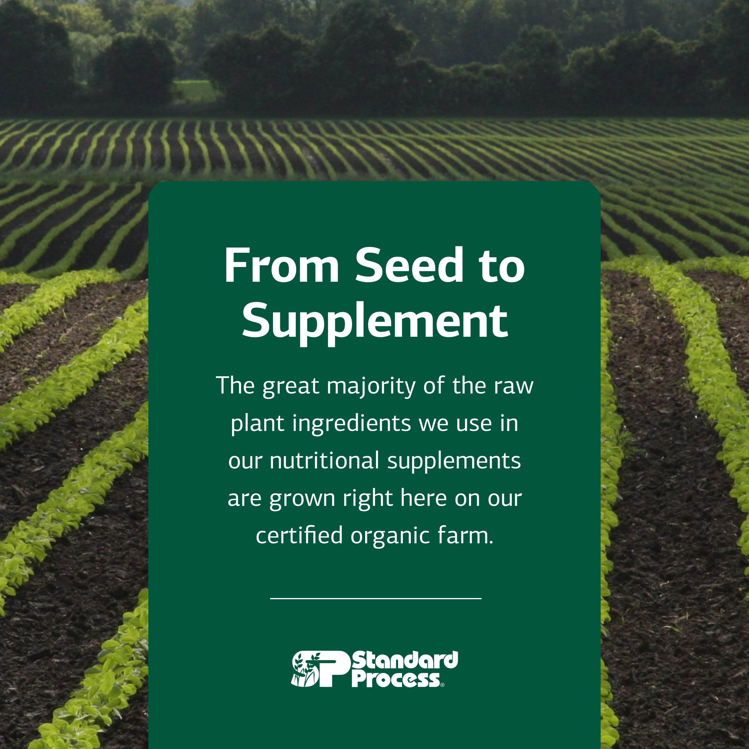 Standard Process Renafood - Supports Healthy Kidney Function & Antioxidant Activity - Contains Vitamins A - Non-Soy - 180 Tablets