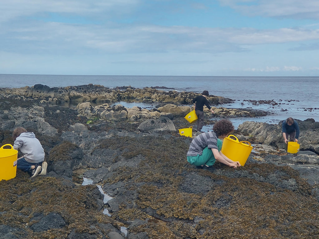 Vitamins and Minerals Dulse Seaweed Capsules Certified Organic Harvested on the North Atlantic Coast of Ireland