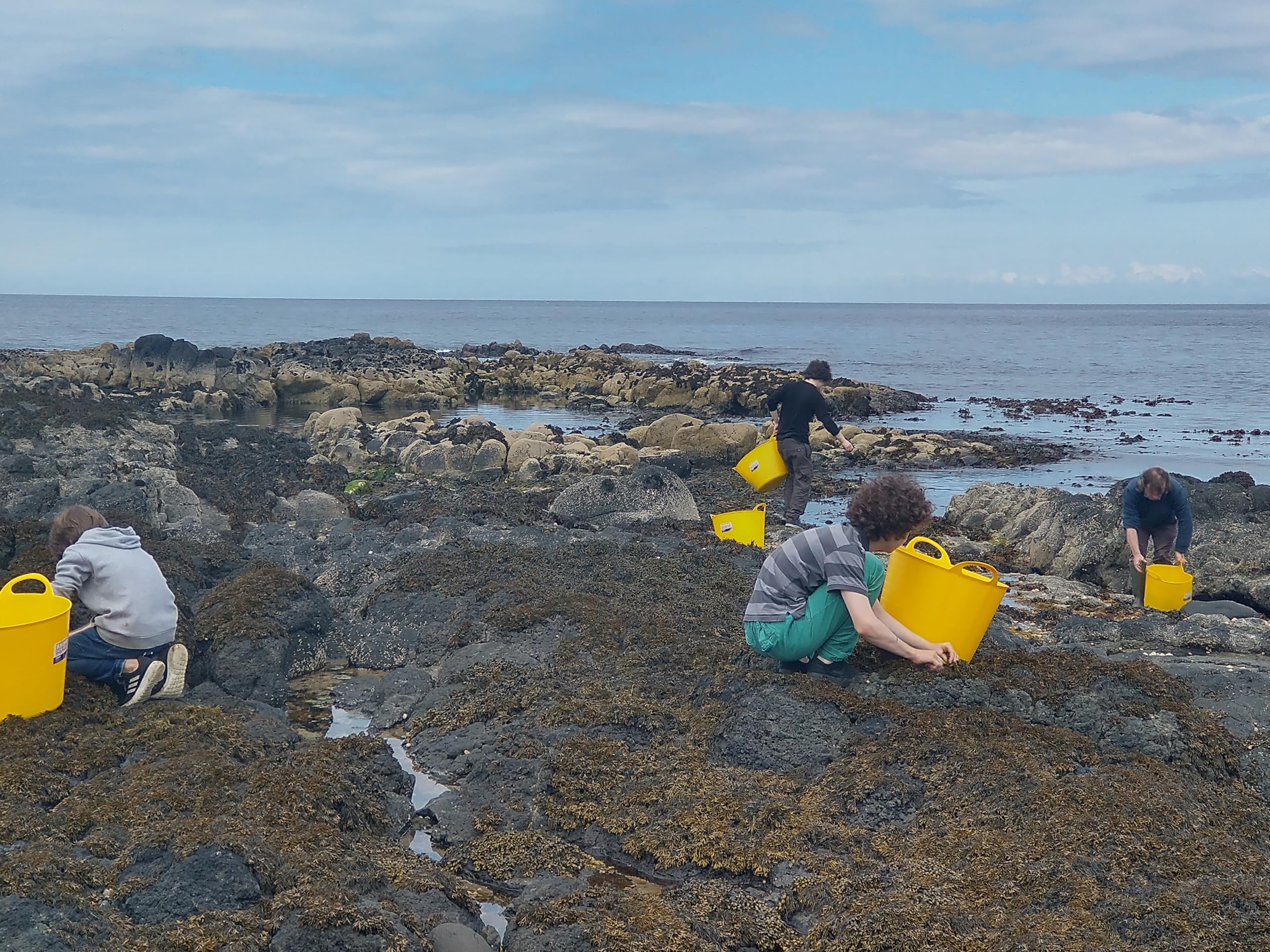 Vitamins and Minerals Dulse Seaweed Capsules Certified Organic Harvested on the North Atlantic Coast of Ireland