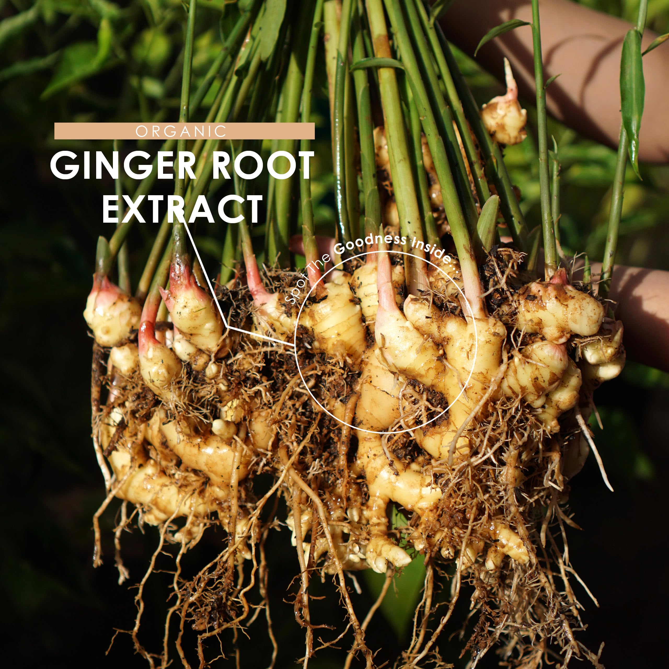 Organic Ginger Extract 7500mg – Standardised 5% Gingerols (25mg) - 90 Vegan Capsules (3 Months Supply) – Resealable and Recyclable Pouch by Alpha01