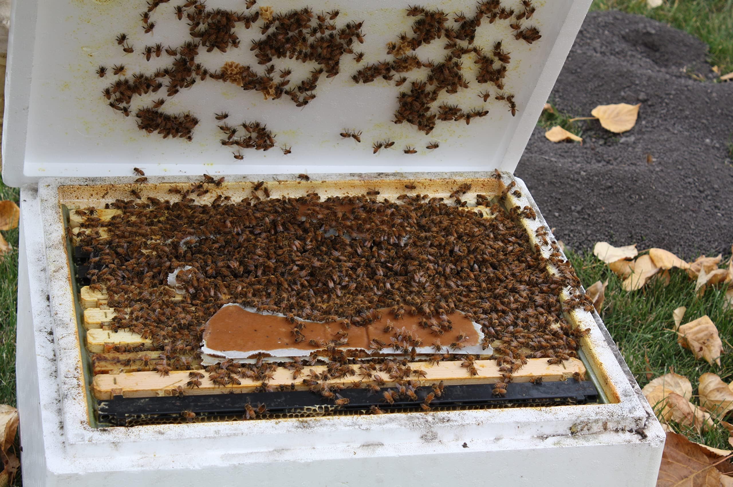 Global Patties 4% Pollen Patties for Bees | 10 lb | Quantity Options | 4% Protein Pollen Patty Food Supplement for Honey Bees